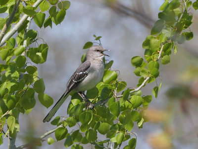 Moqueur polyglotte - Northern Mockinbird
