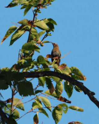 QUISCAL ROUILLEUX / RUSTY BLACKBIRD / 7 Juillet 2020