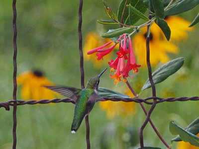 COLIBRI  GORGE RUBIS / Ruby-throated Hummingbird