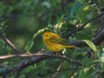 Paruline jaune