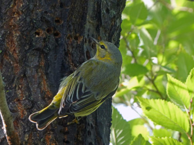 Paruline tigre