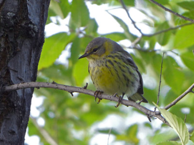 Paruline tigre