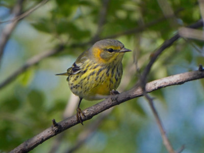 PARULINE / WARBLER