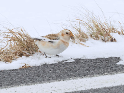 Plectrophane des neiges / Snow bunting