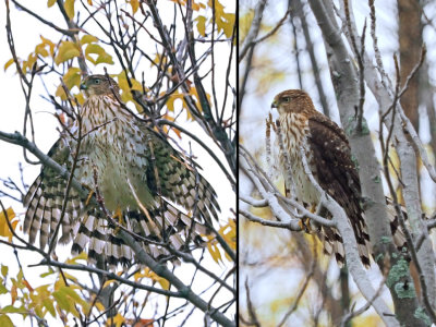 pervier de Cooper juvnile / Cooper's Hawk