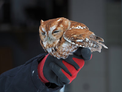 Petit-duc macul / Eastern screech owl (forme rousse) 12 JANVIER 2021 12 JANVIER 2021 / 12:30