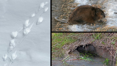 RAT MUSQU (Ondatra zibethicus / rongeur de la famille des crictids)