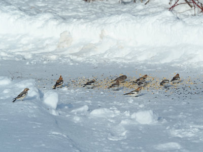 PLECTROPHANE DES NEIGES et un jeune LAPON