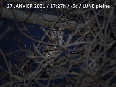 Petit-duc macul / Eastern screech owl (forme grise) 27 JANVIER 2021 / 17:27h