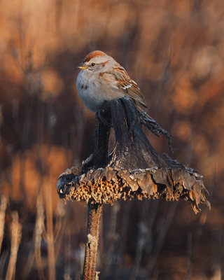 BRUANT HUDSONIEN  / AMERICAN TREE SPARROW 