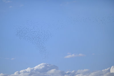 MURMURATION / Carouges, tourneaux, vachers, quicals / 30 Oct.