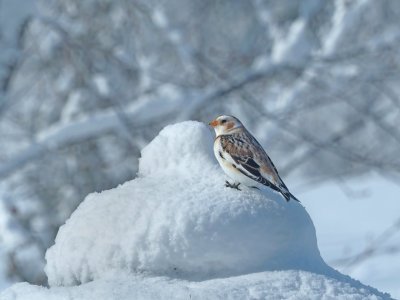 BACHI ( BONNET MARIN ) Plectrophane des neiges / Snow bunting / 