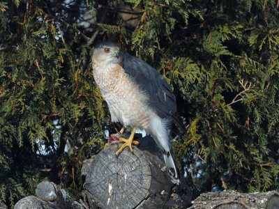 pervier de Cooper  / Cooper's Hawk