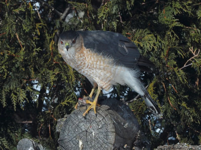 Cooper's Hawk / pervier de Cooper 