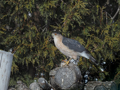 Cooper's Hawk / pervier de Cooper 