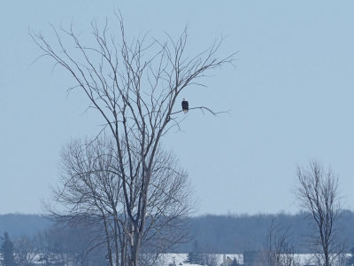 Bald Eagle / Pygargue  tte blanche regarde  gauche...