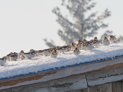 Snow bunting / Plectrophane des neiges