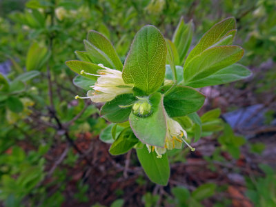 Fleures de camerisier