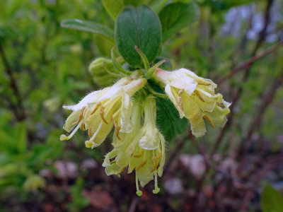Fleures de camerisier