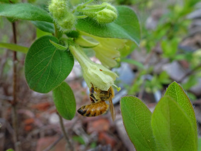 Fleures de camerisier