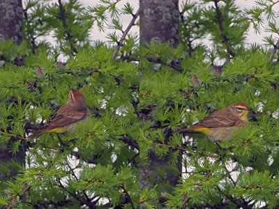 PARULINE  COURONNE ROUSSE