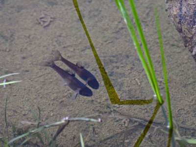 Black-Head Mennow / Fathead Minnow / Minnow (Pimephales promelas)