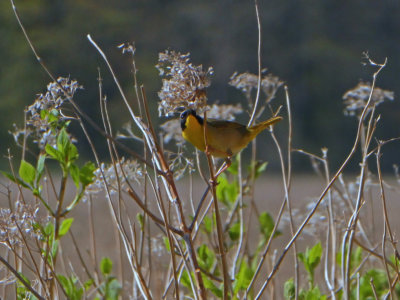 Paruline masque