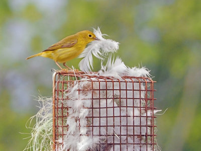 Paruline-jaune