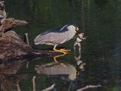 Black crowned night heron / BIHOREAU GRIS