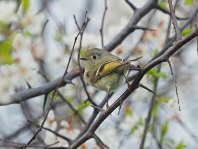 Roitelet  couronne rubis (Ruby-crowned Kinglet)