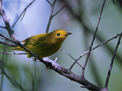 Paruline jaune