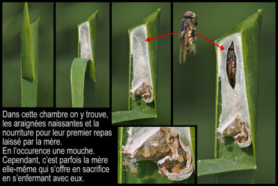 Leaf-curling Sac Spider (Clubiona phragmitis / Canadensis) 