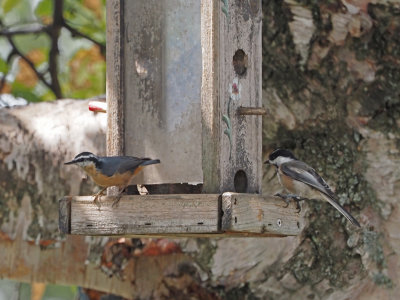 Sitelle et mésange 37