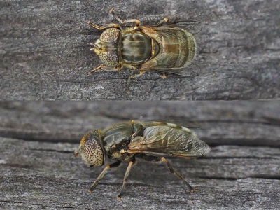 Eristalinus aeneus ou Eristalinus sepulchralis ou...  ( Syrphidae)