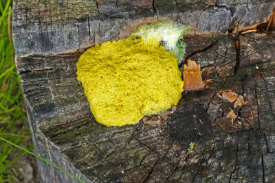 Fuligo septica / Fleur de tan  / Slime mould 