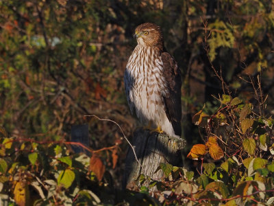 pervier de Cooper / Cooper's Hawk