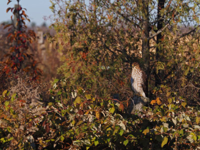 pervier de Cooper / Cooper's Hawk