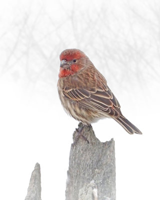 PASSEREAUX (petits) / Song Birds