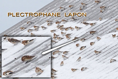 PLECTROPHANE LAPON / Lapland Longspur / Calcarius lapponicus / 7 Jan 2022