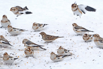 PLECTROPHANE LAPON / Lapland Longspur / Calcarius lapponicus / 7 Jan 2022