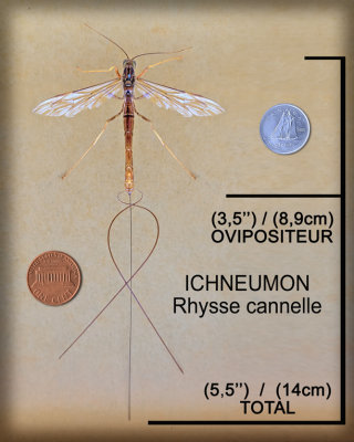 Rhisse cannelle / Ichneumon