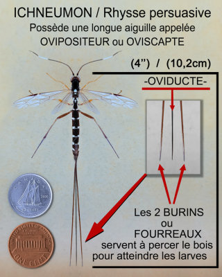 Rhysse persuasive / Rhyssa lineolata / Rhyssella humida (Ichneumon)