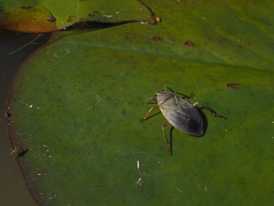 Punaise d'eau gante