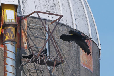 Grand corbeau