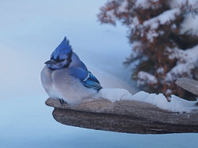Blue jay / Geai bleu