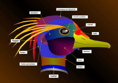 ANATOMIE OISEAU  / dessin PiJoly