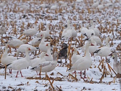 OIE DES NEIGES / SNOW GOOSE