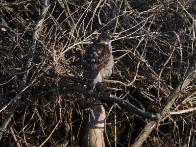 pervier de Cooper / Cooper's Hawk