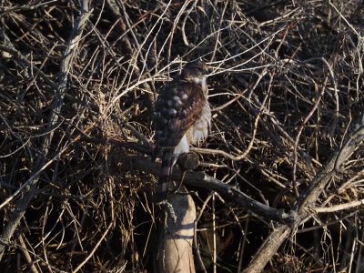 pervier de Cooper / Cooper's Hawk