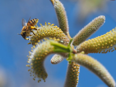 ABEILLES SAUVAGES 1 mai 2022